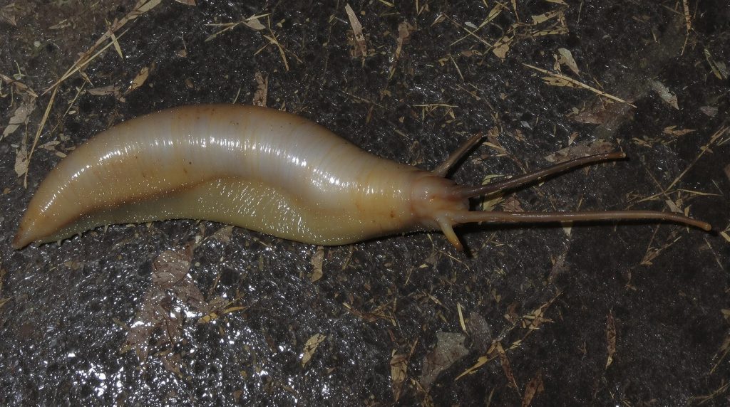 Image d'une lente morte sur un cheveu