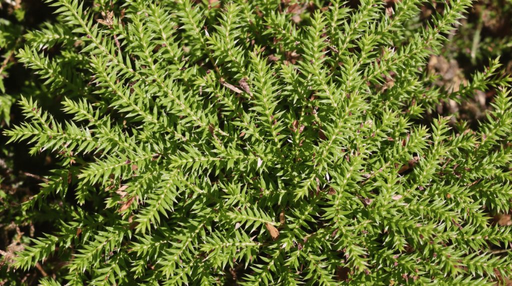 Lycopodium Clavatum 9CH